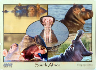 How to write a postcard: Example postcard of hippos in South Africa