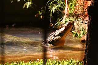 Crocodile, feeding show