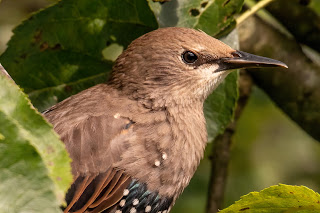 Starling DFBridgeman