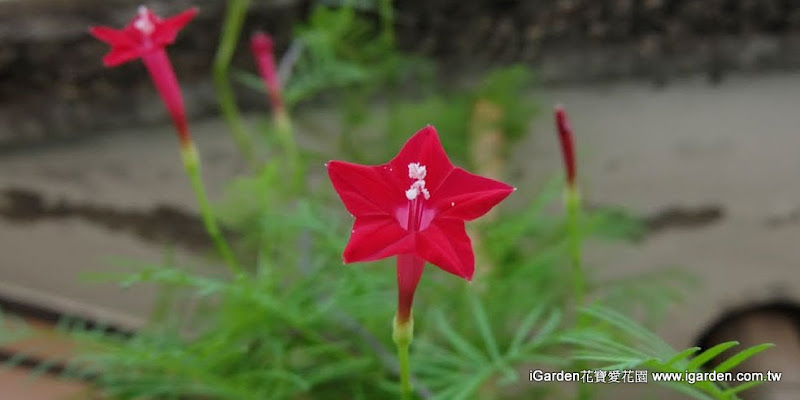 園藝達人栽培術 六月新娘 蔦蘿 園藝部落格 Igarden 花寶愛花園園藝文摘plus