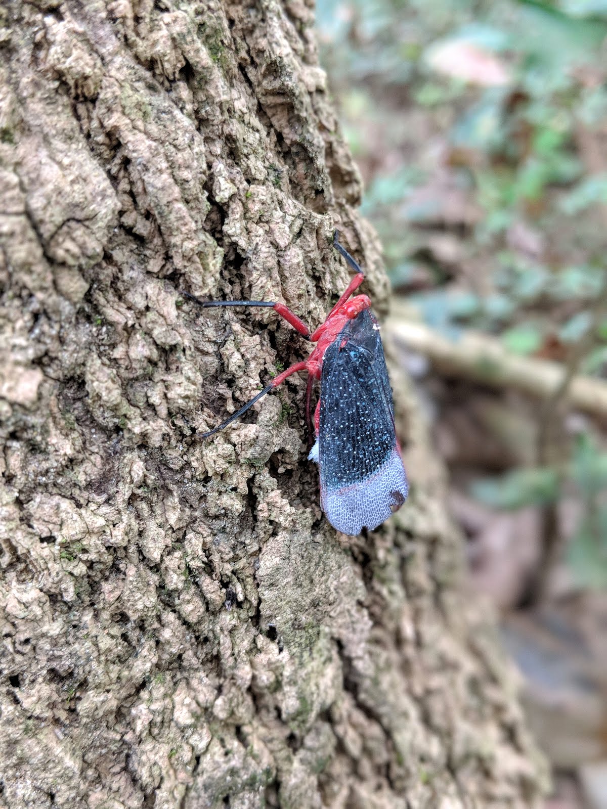 Beautiful insect seen on the birding trail of Thattekad Bird Sanctuary