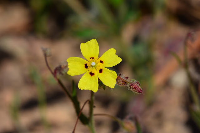 Tuberaria guttata