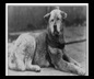 Hachiko