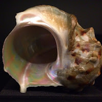 iridescent shell