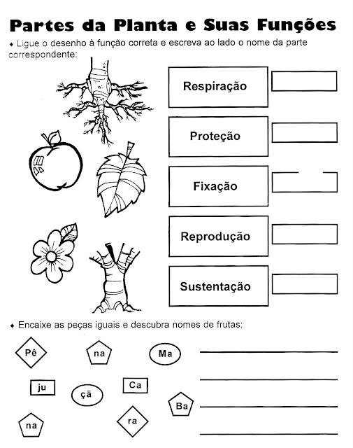 Atividades ciências 3 ano fundamental