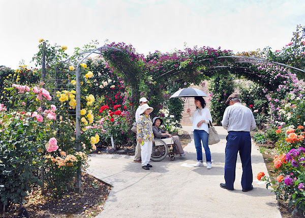 福岡バラ会2019年お庭拝見ツアー千財バラ園-4