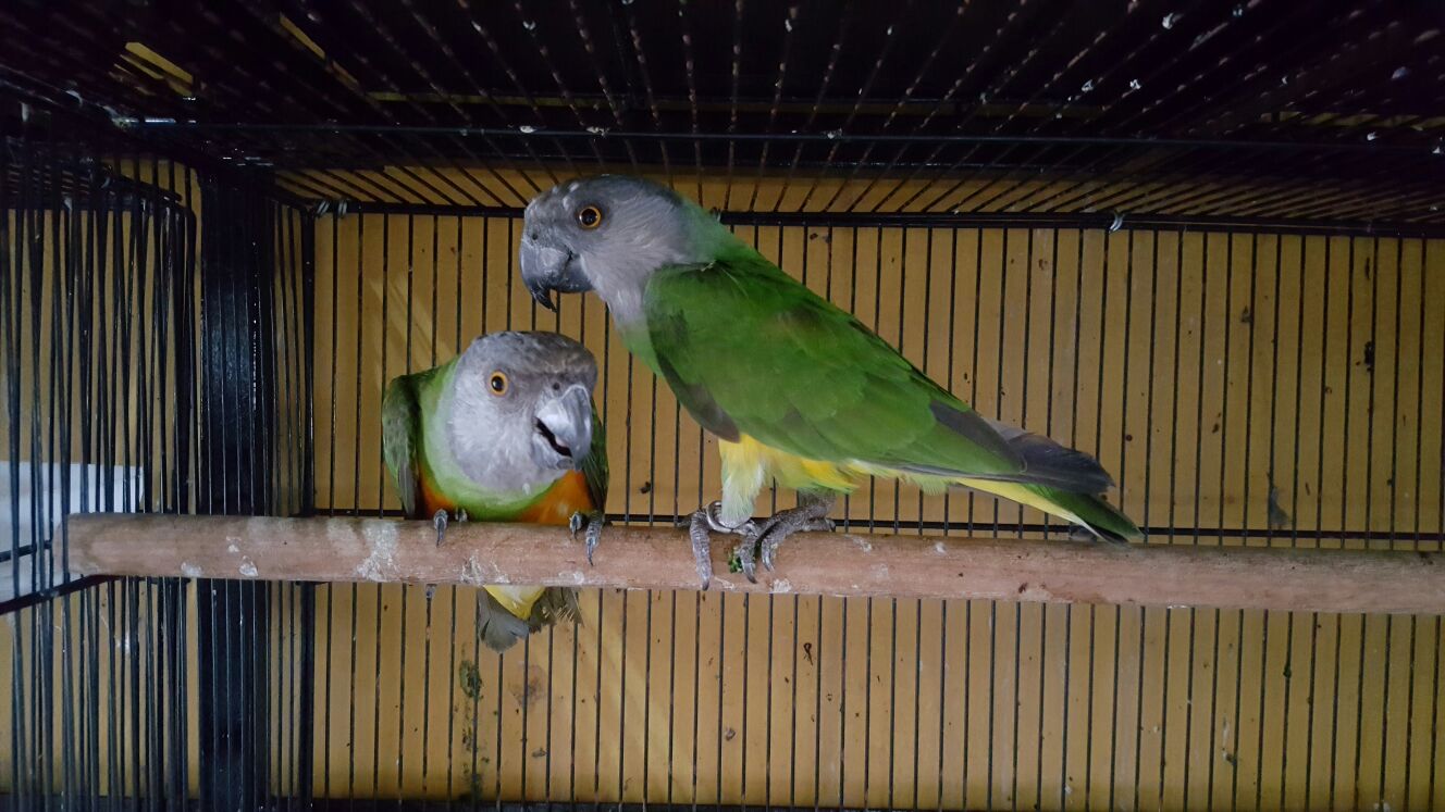 Unggas Eksotik Malaya U.E.M: Sepasang Senegal Parrot Import