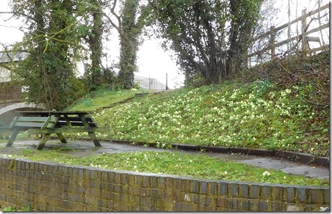 3 primroses at the junction