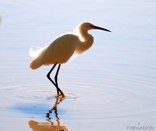 5. egret GWR-kab
