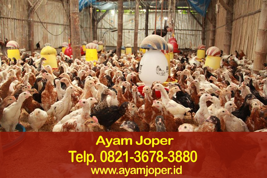 Ayam Joper Surabaya 
