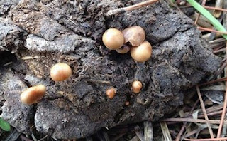 Efek Dan Bahaya Jamur Kotoran Sapi (Magic Mushroom)