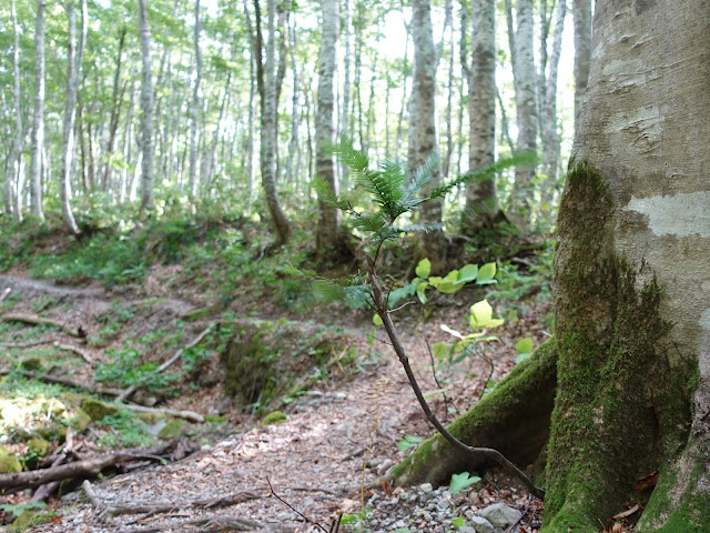 烏ヶ山登山道