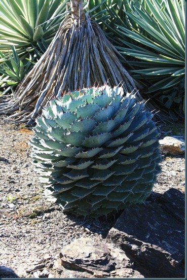 kaktuseline