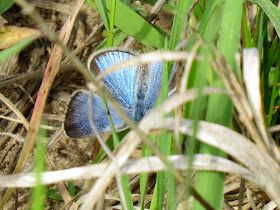 female spring azure butterfly