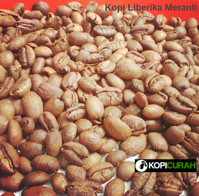 Wisata Agro Kebun Kopi Luwak Kabupaten Meranti Kopi CUrah