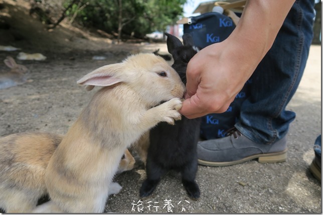 大久野島 兔子島 (75)