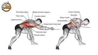 10 Best Compound Exercises for the Biceps