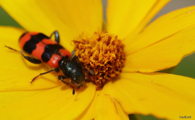 Clairon des abeilles sur oeil de jeune fille.