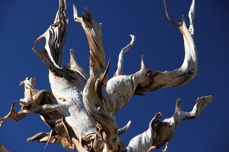 bristlecone-pines-2