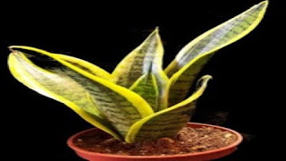 Cara stek Daun Lidah Mertua (sansevieria)