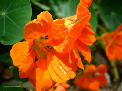 Nasturtium Flowers