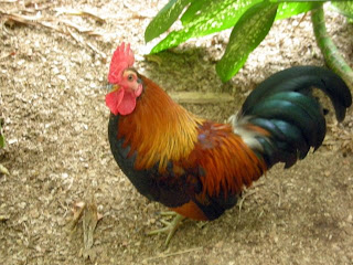 Honduran bantam rooster