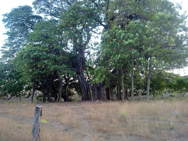 Ficus obtusifolia