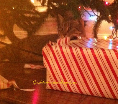 my cat unwrapping present