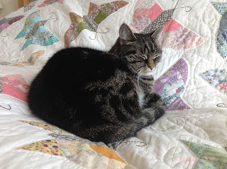 Suzi the Cat on the Butterfly Patchwork Quilt