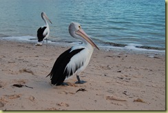 Pelican