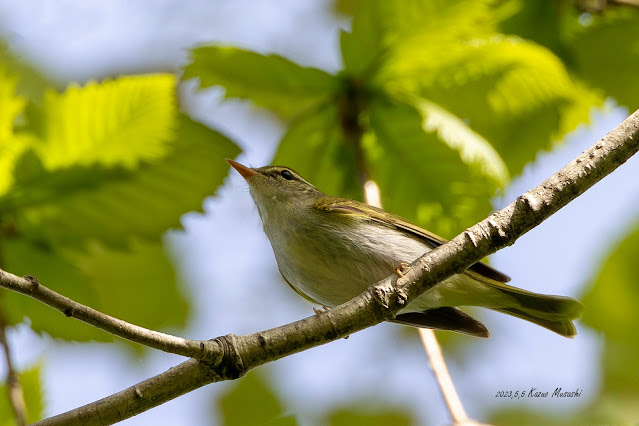 エサを探しているセンダイムシクイ　宮城の野鳥