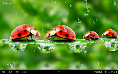 Rain Live Wallpaper for Android app free download