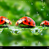 Rain Live Wallpaper for Android app free download