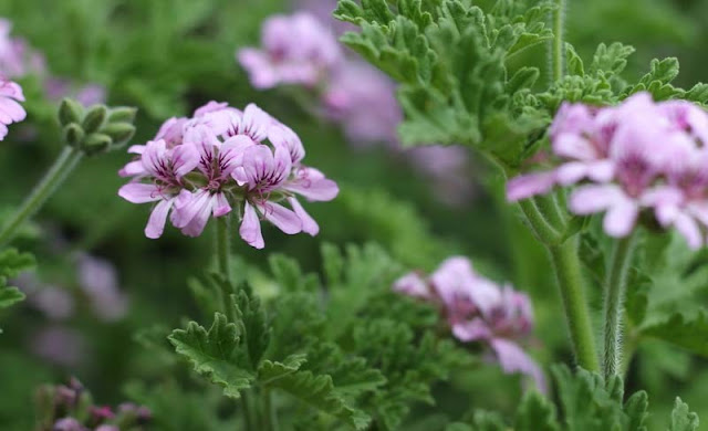 Pelargonium Graveolens Flowers Pictures