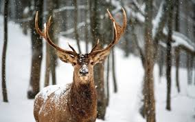 http://www.wallpapermania.eu/wallpaper/beautiful-deer-in-the-forest-hd-winter-wallpaper