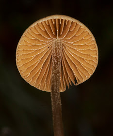 Unidentified fungus.  Orpington Field Club outing to Blackbush Shaw, Cudham, on 19 November 2011.