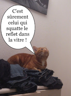 Lionel, le plus beau des chats oranges de Toulouse !