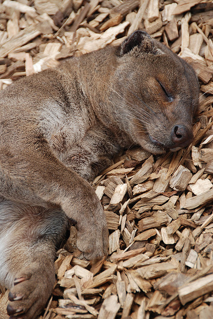 The Fossa is your is your favorite Animal