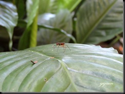 IMG_9020 copy
