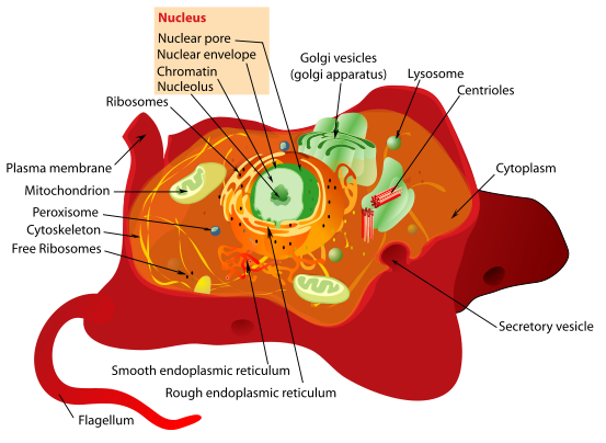 Animal cell, Wikipedia Commons