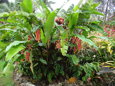 Heliconia Rostrata