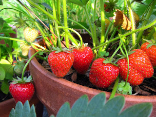 trồng rau trên sân thượng hướng dẫn trồng dâu tây tại nhà