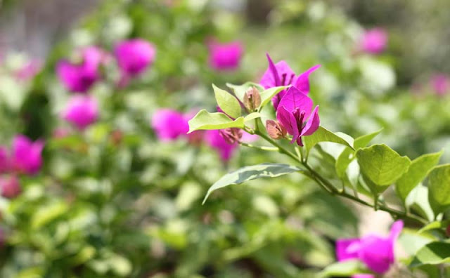 Bougainvillea Flowers Pictures