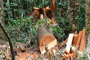  Ilegal logging Di pegunungan Desa Pongkeru Kembali Marak, Warga : Penegak Hukum Berikan Efek Jera Cukong Kayu.