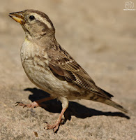 gorrión chillón (Petronia petronia)​