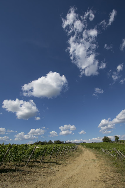 Cantine Marchesi Mazzei-Vigne