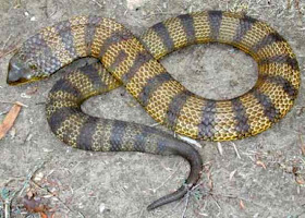 Tiger Snake