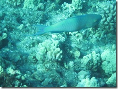 2009-12-31 Molokini11