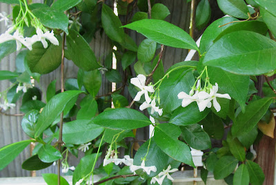 Annieinaustin,star jasmine on trellis