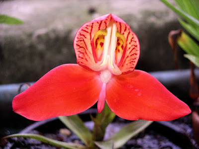 Disa orchid care and culture